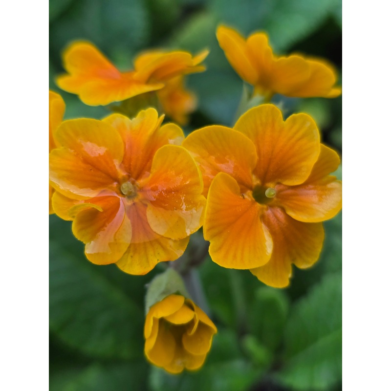 Primula elatior Crescendo Orange