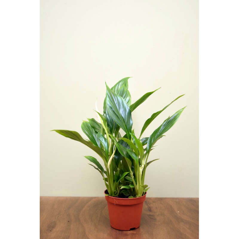 Spathiphyllum|8.5cm pot|12cm pot|13cm pot|17cm pot|24cm pot
