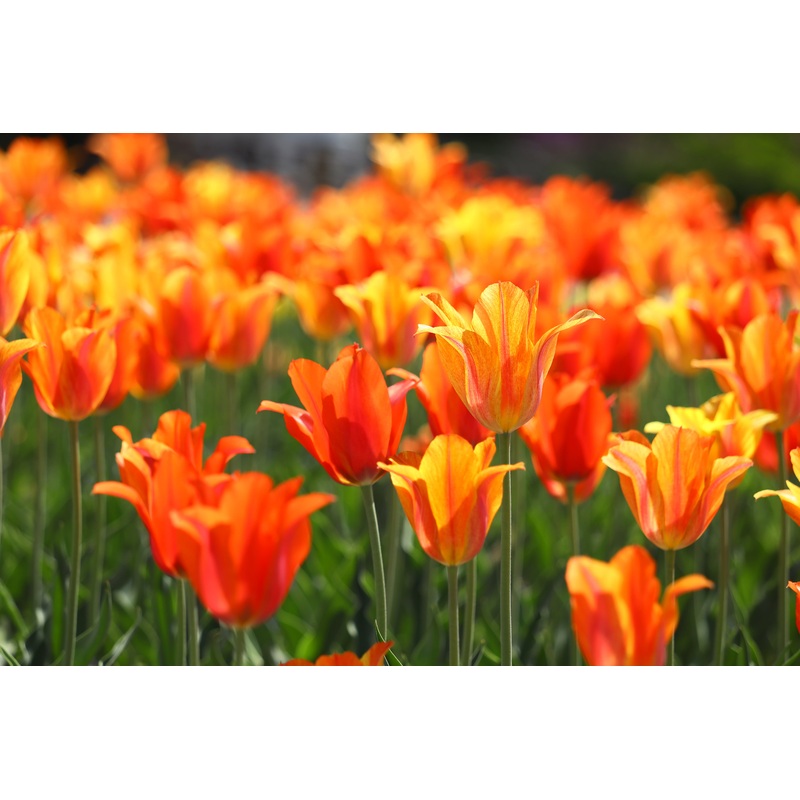 Tulip ‘Ballerina’ – 15 Bulbs