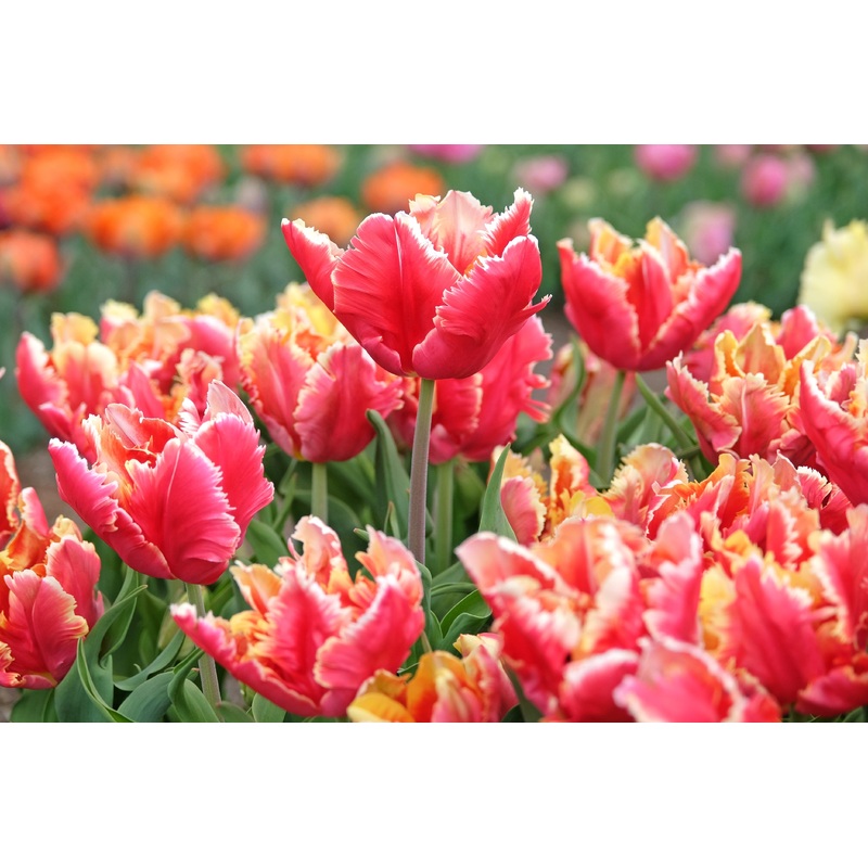 Tulip ‘Dee Jay’ – 15 Bulbs