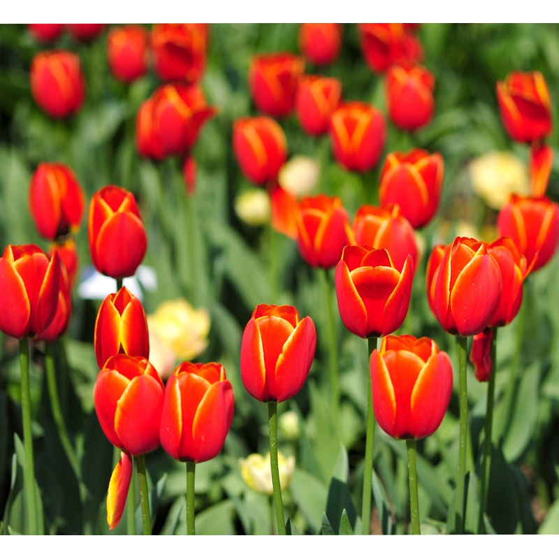 Tulip ‘Orange Cassini’ – 15 Bulbs
