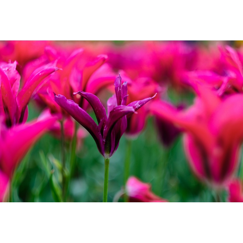 Tulip ‘Purple Doll’ – 15 Bulbs