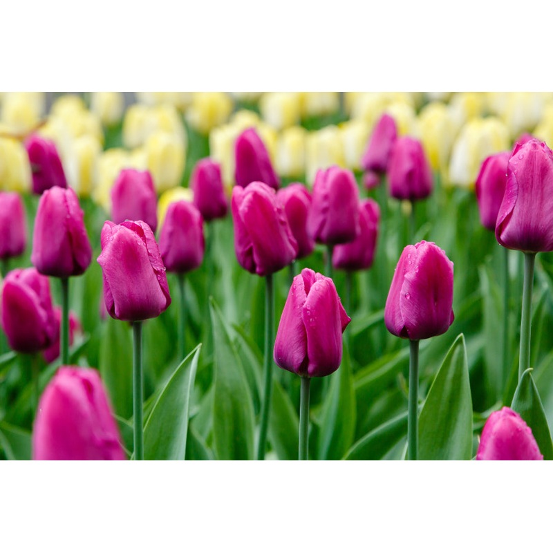 Tulip Purple Prince – 15 Bulbs