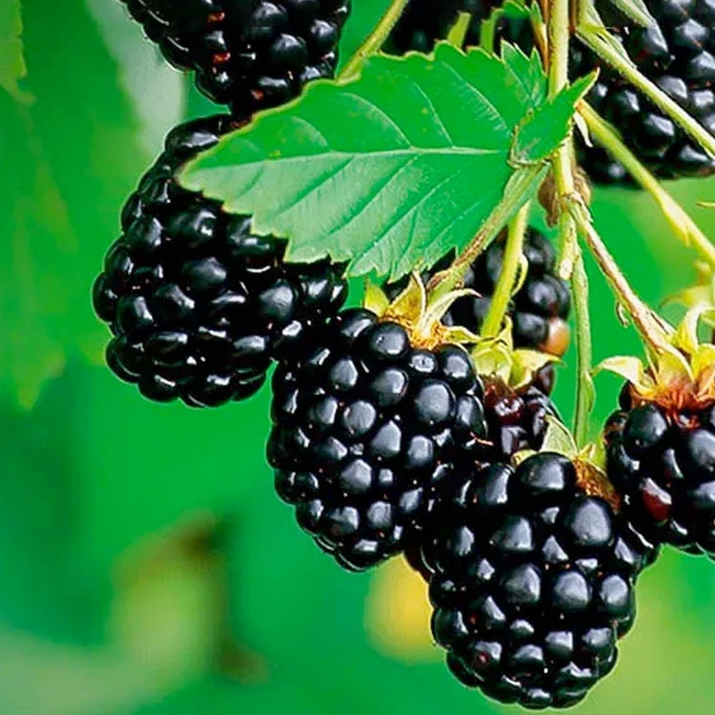 Berry Blackberry ‘Navaho’ (Thornless) – #2 Gallon