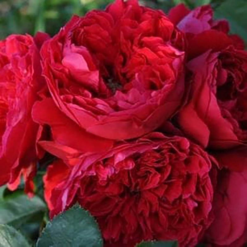 Florentina – 5 Gallon – STK