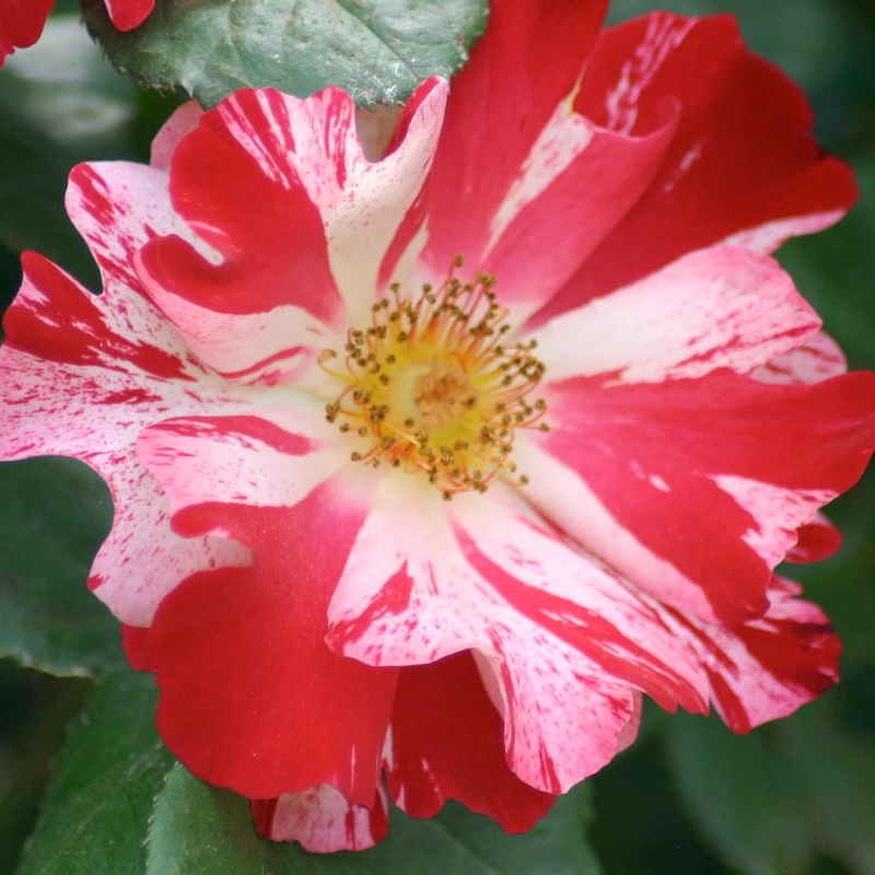 Fourth of July – Climbing – 5 Gallon