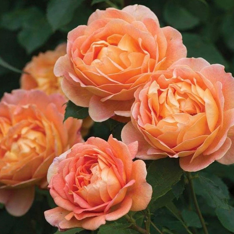 Lady of Shalott – Climbing – 15 Gallon