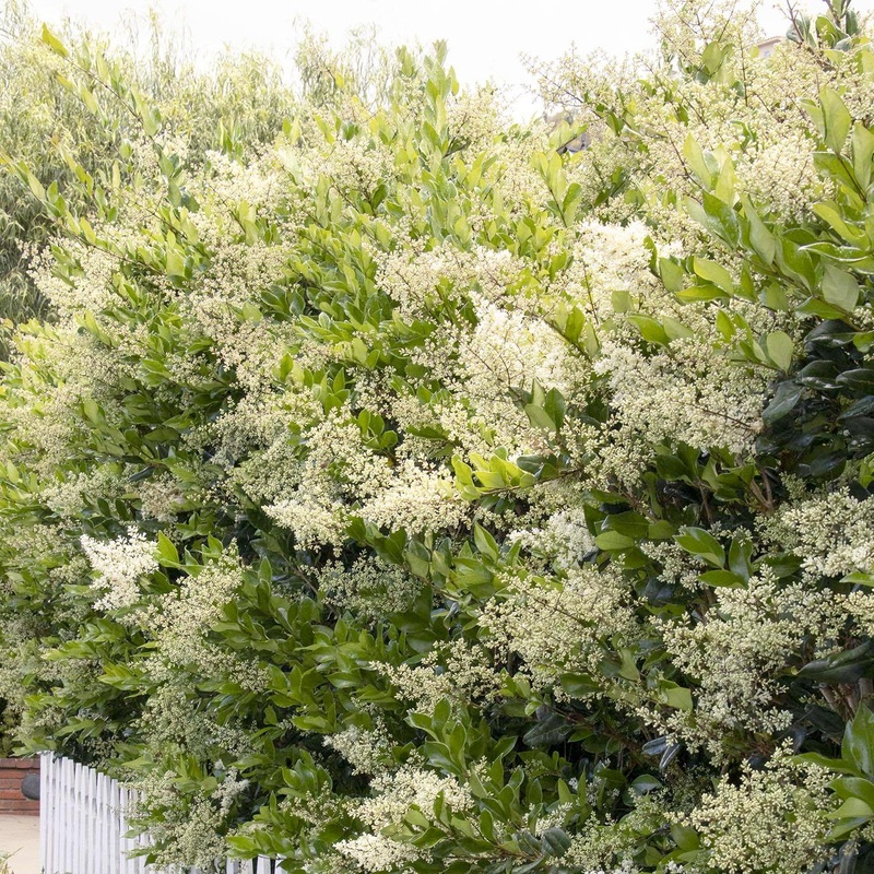 Ligustrum texanum – Waxleaf Privet – 5 Gallon