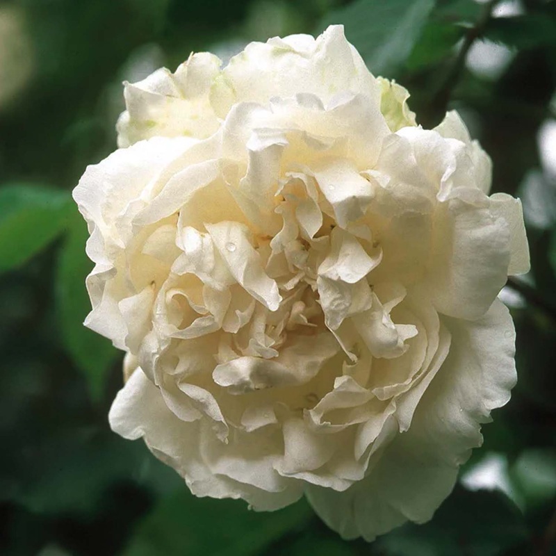 Madame Alfred Carriere – 5 Gallon