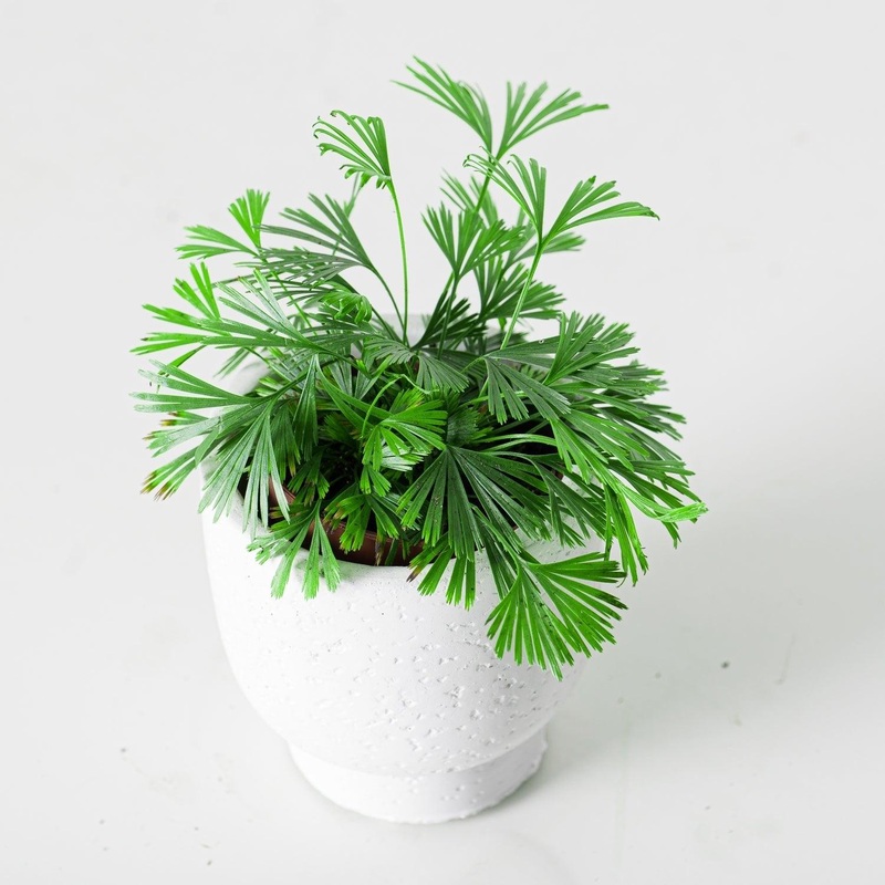 Actiniopteris Australis | Eyelash Fern