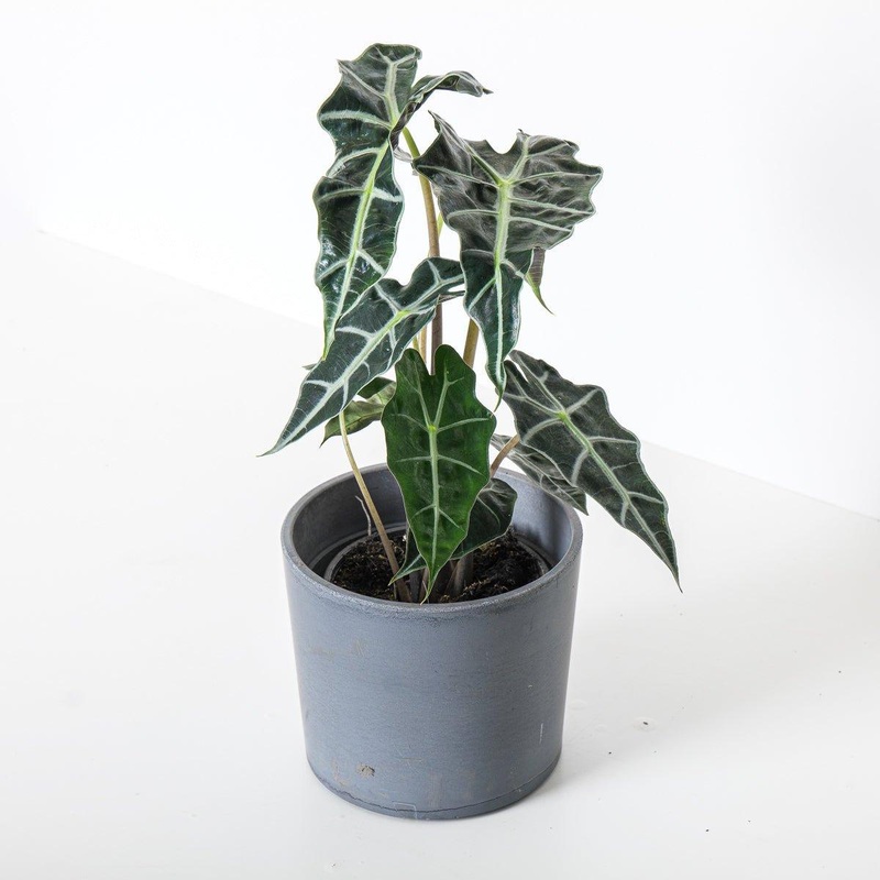 Alocasia Amazonica Dwarf|14cm