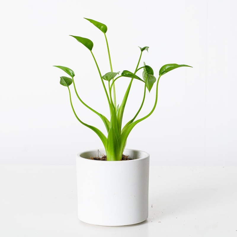 Alocasia Tiny Dancer|12cm