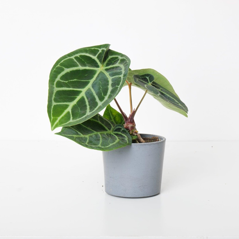 Anthurium Crystallinum Hybrid|9cm