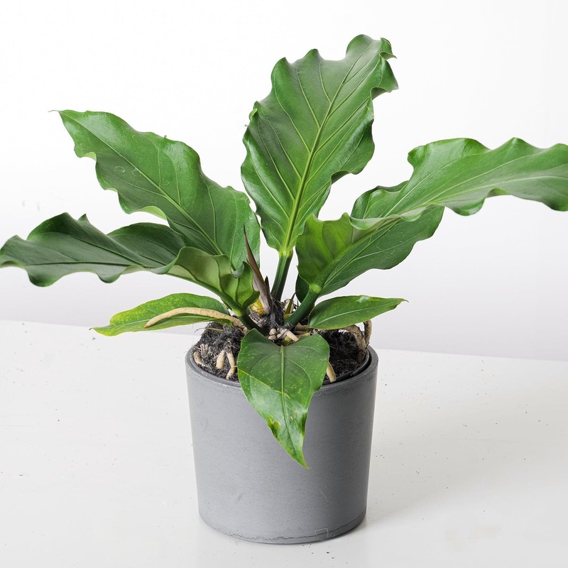 Anthurium Plowmanii Storm|15cm