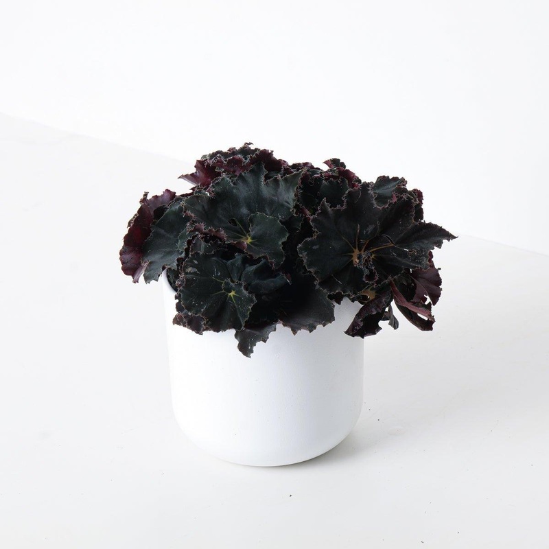 Begonia Black Mamba|12cm Pot