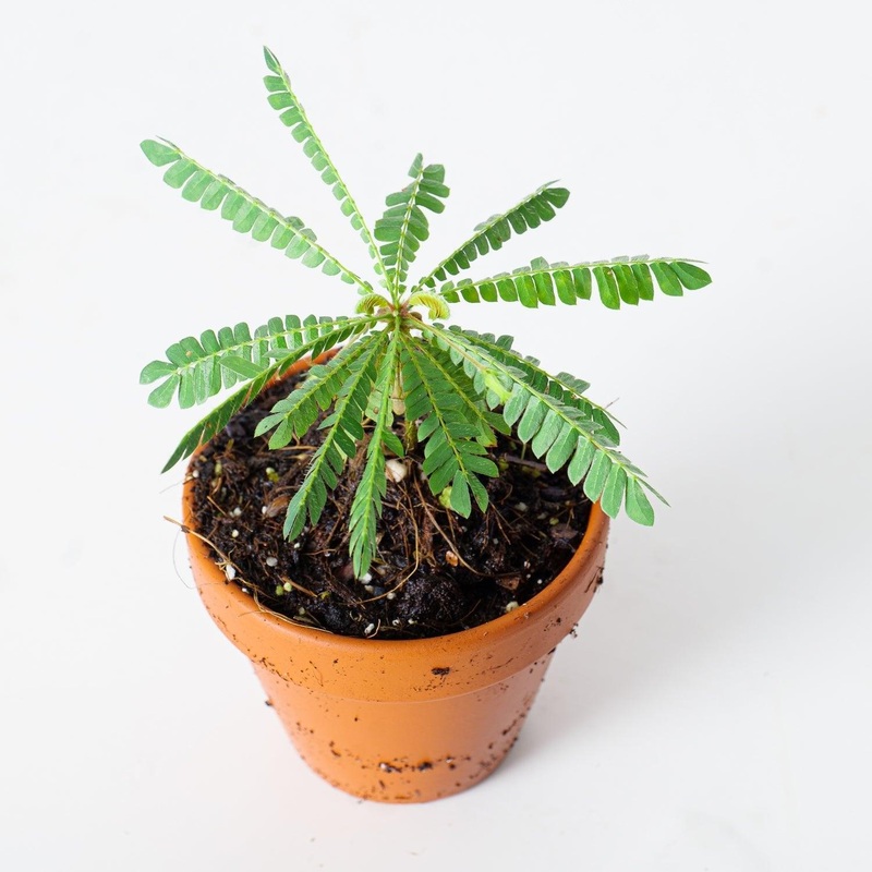 Biophytum Sensitivum|9cm
