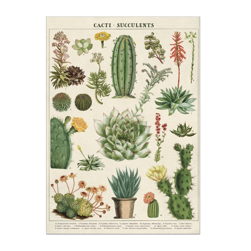 Cacti & Succulents – Blank