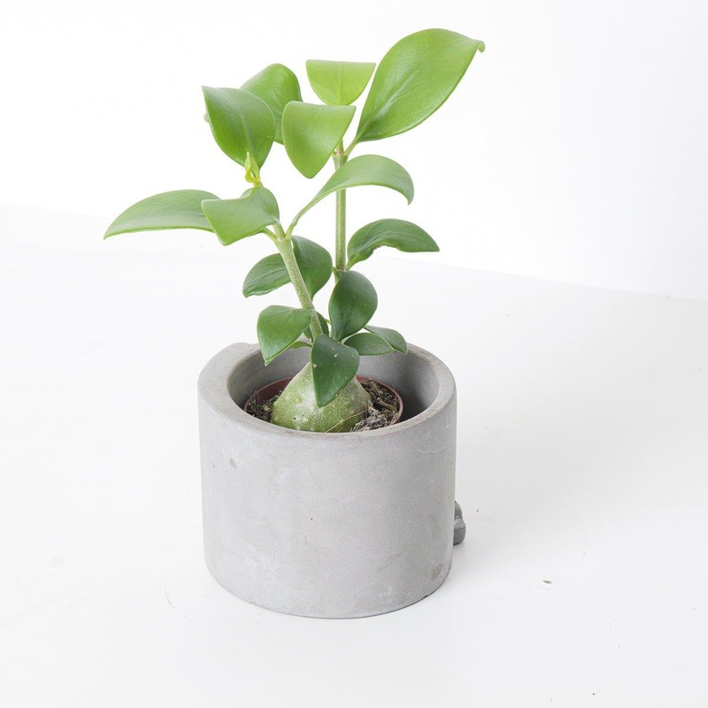 Hydnophytum Papuanum | Ant-plant