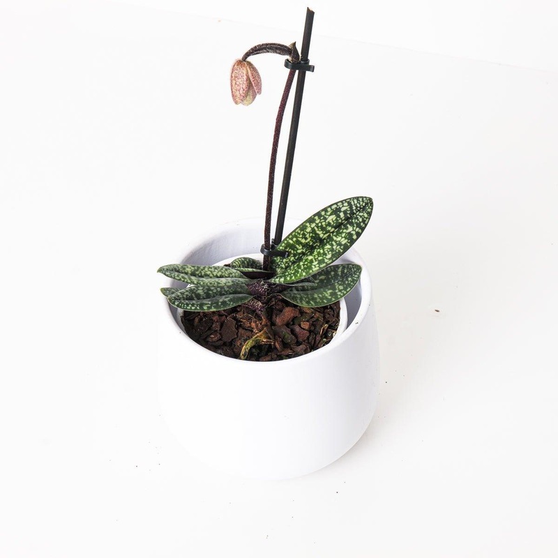 Paphiopedilum delenatii|11cm