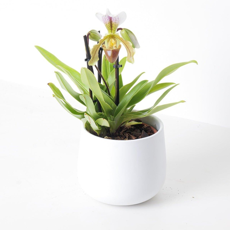 Paphiopedilum leeanum|12cm