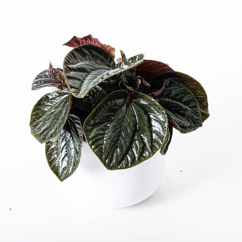 Peperomia metallica ‘Ecuador’|14cm