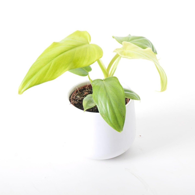 Philodendron Bipennifolium Aurea Golden Violin