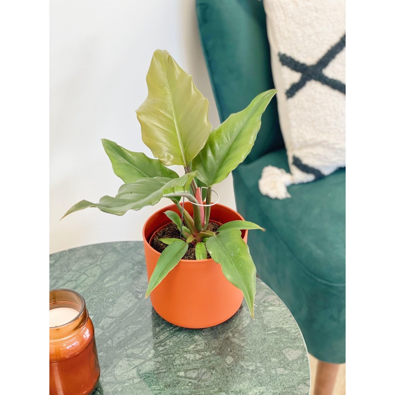 Philodendron Caramel Pluto|12cm