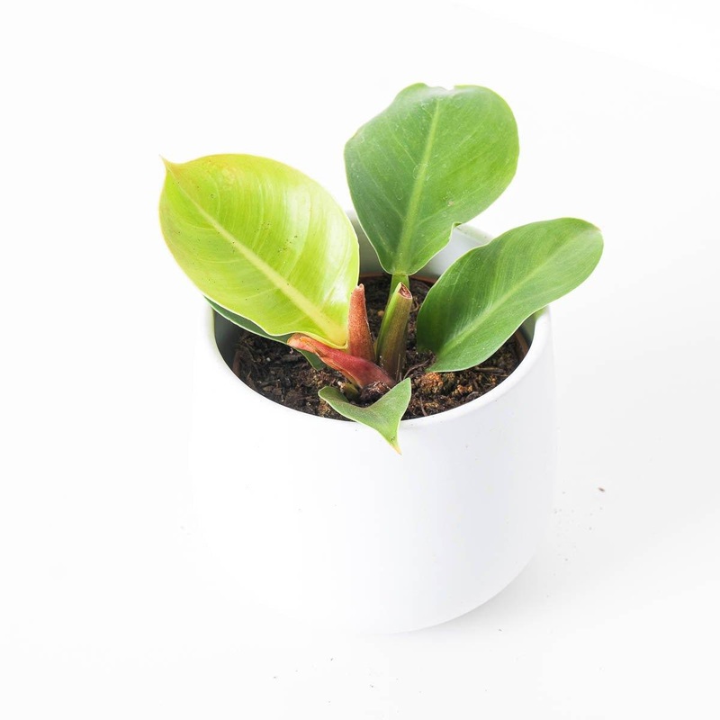 Philodendron Imperial Gold|12cm