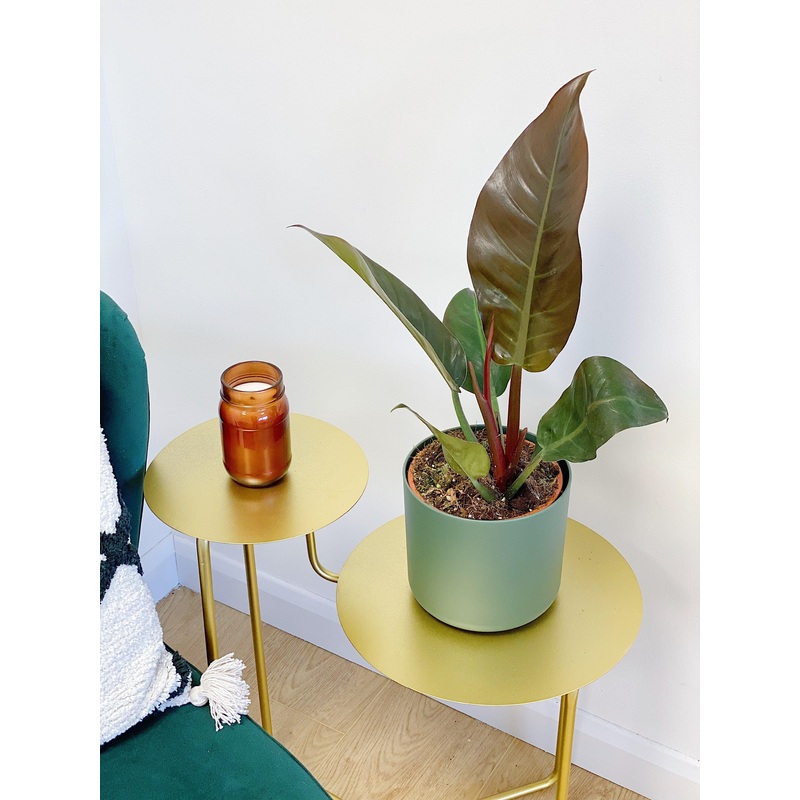 Philodendron Imperial Red|14cm