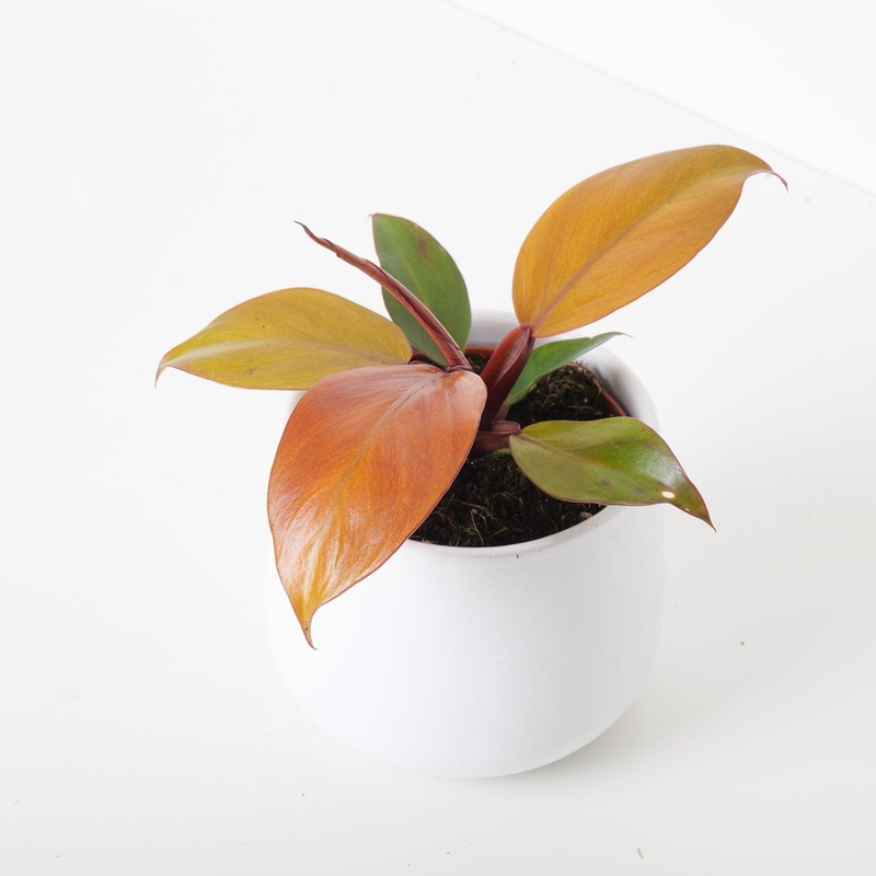 Philodendron Mccolleys Final|12cm
