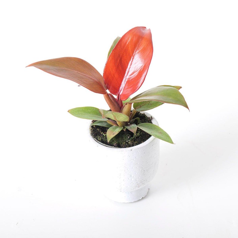 Philodendron Red Sun|6cm|11cm