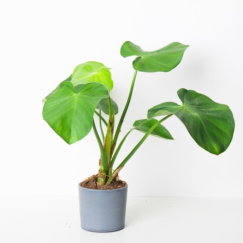 Philodendron Rugosum|9cm|15cm|17cm