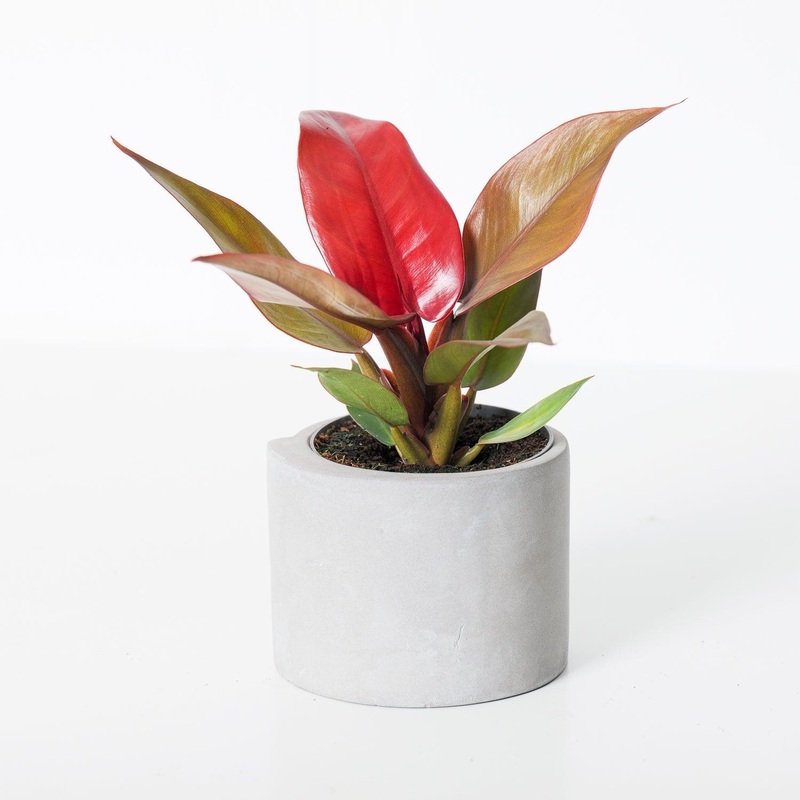 Philodendron Starfire|9cm