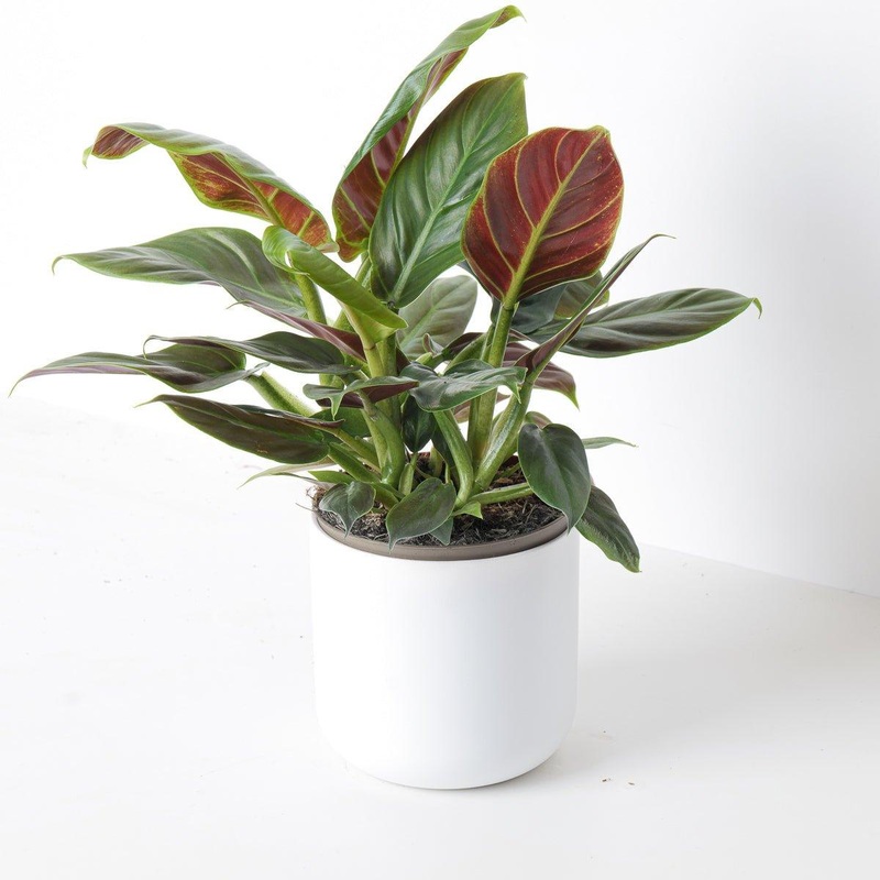 Philodendron subhastatum|15cm