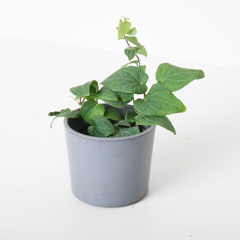 Piper Ribesioides|9cm