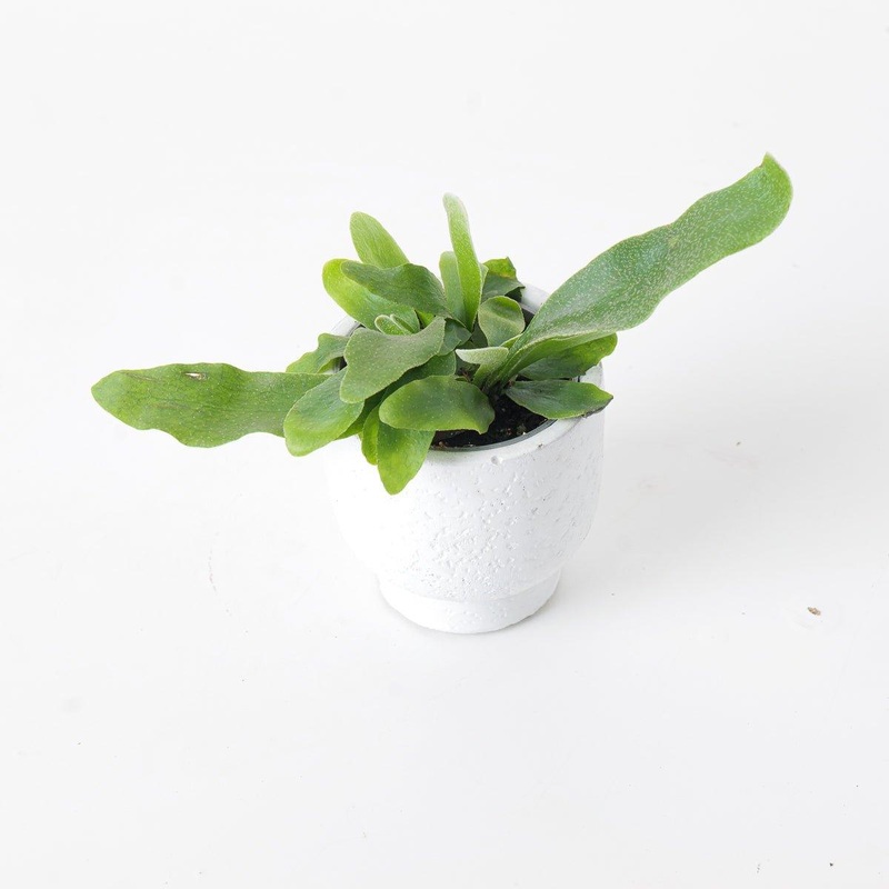 Platycerium Grande|6cm Pot