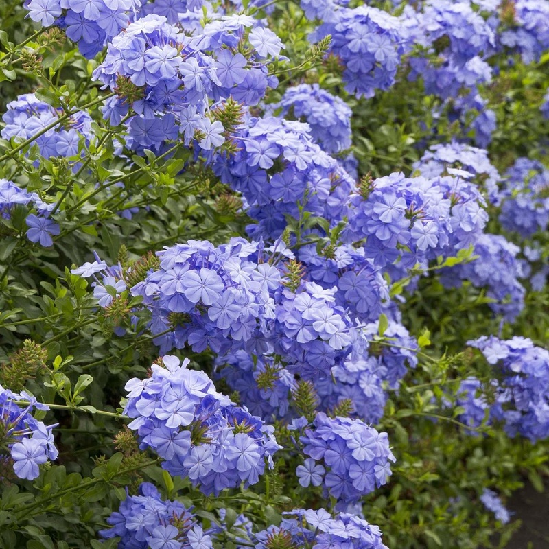 Plumbago ‘Royal Cape’ – Royal Cape Plumbago – 5 Gallon