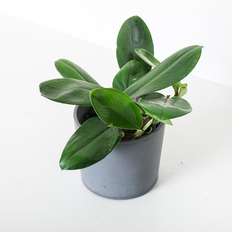 Rhaphidophora Hongkongensis|15cm