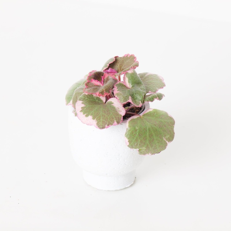 Saxifraga stolonifera Variegata