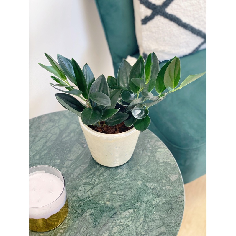 Scindapsus Treubii Dark Form Pothos