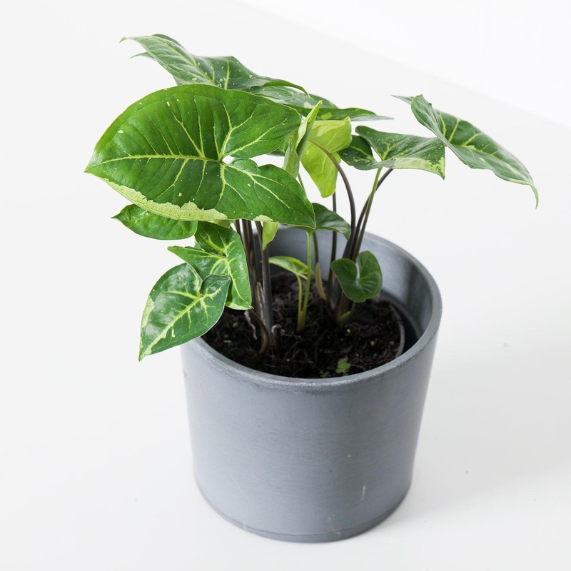 Syngonium Panda|14cm