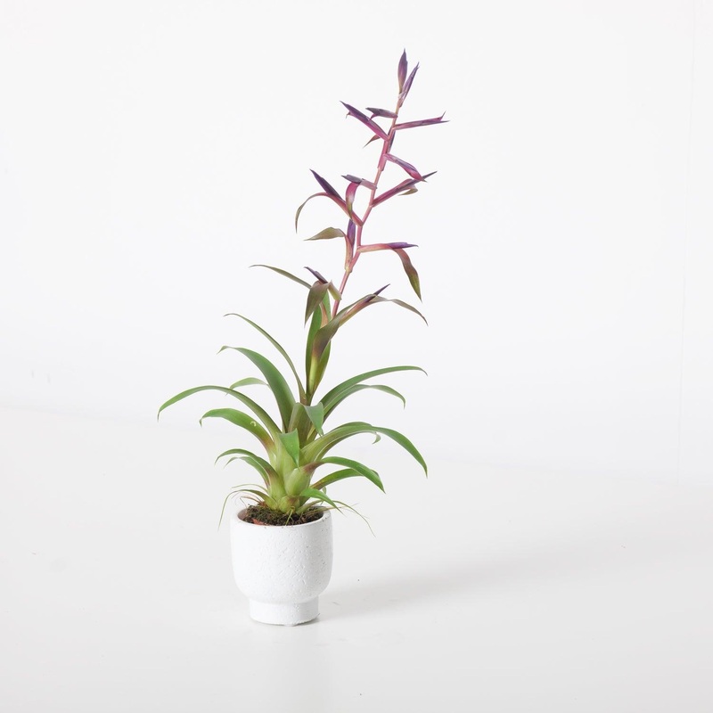 Tillandsia leiboldiana ‘Mora’ | Air Plant