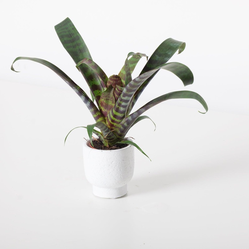 Vriesea Era | House Plant|6cm