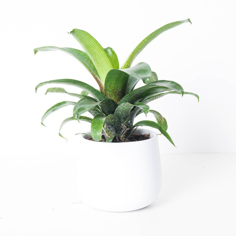 Vriesea Fenestralis|6cm|9cm|12cm