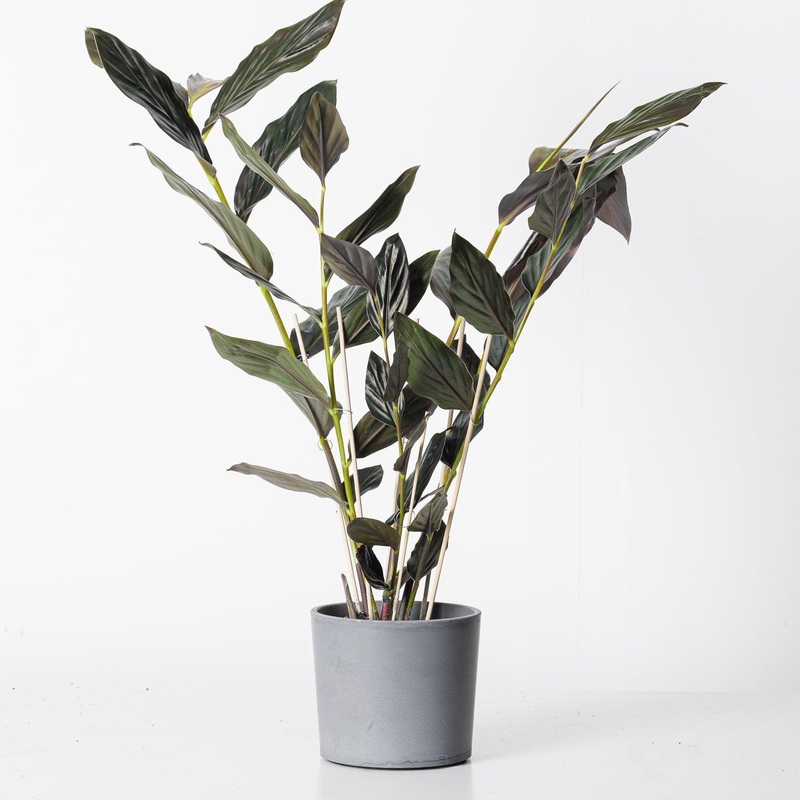 Zingiber malaysianum ‘Chocolate’