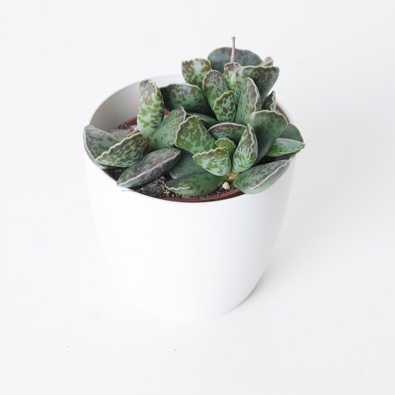 Adromischus cooperii|8.5cm|12cm