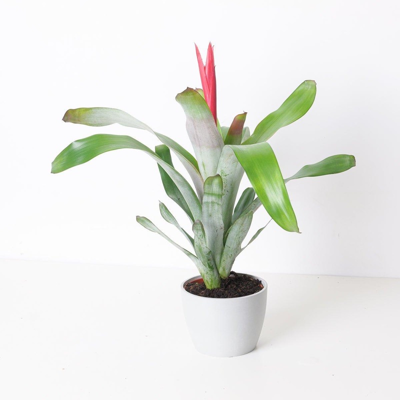 Aechmea ‘Pink Flower’|15cm