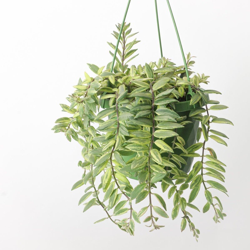 Aeschynanthus Bolero Bicolour|14cm Hanging