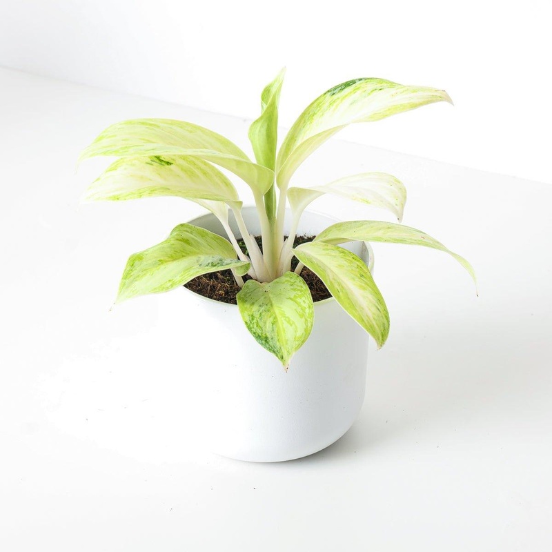 Aglaonema Arctic Lime|12cm