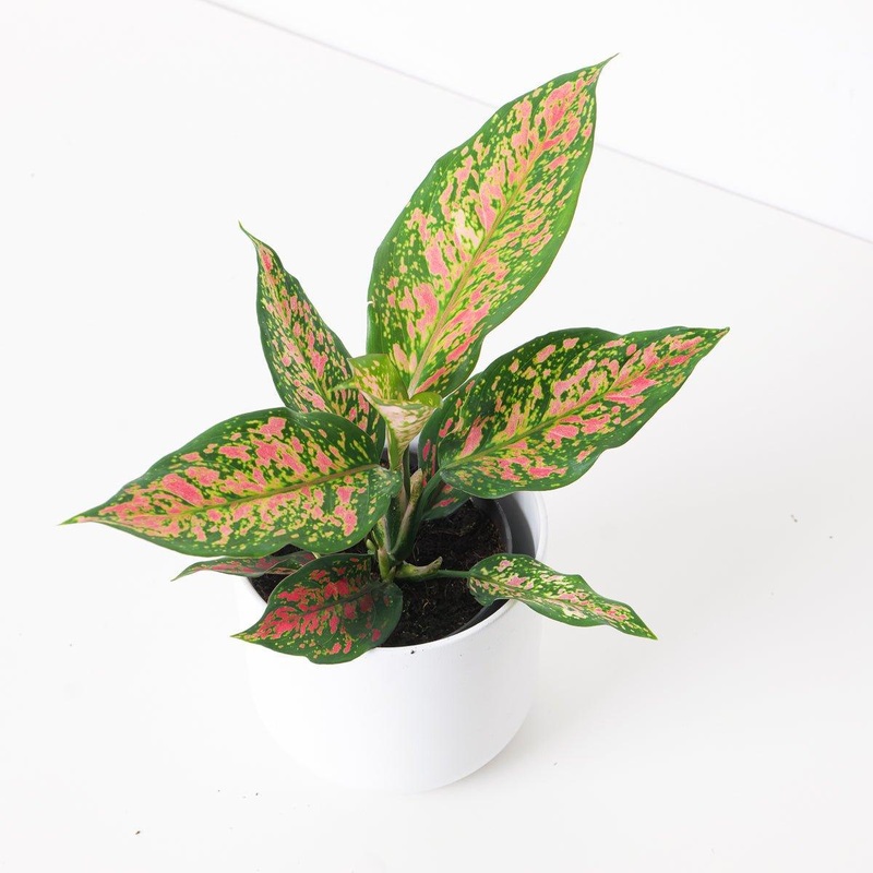 Aglaonema Strawberry Baby|12cm